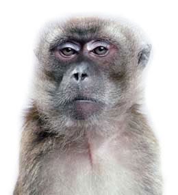 macaco-serio-1.jpg