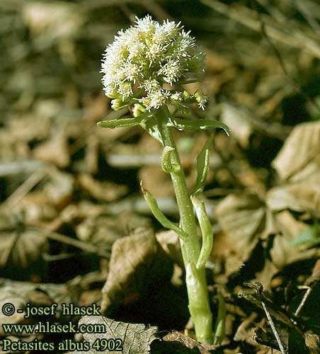 petasites_albus_4902.jpg