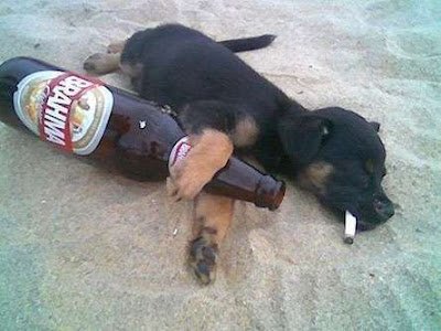 cachorro-bebado-na-praia.jpg