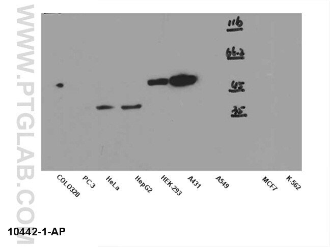 P53-Antibody-10442-1-AP-A451WB.jpg