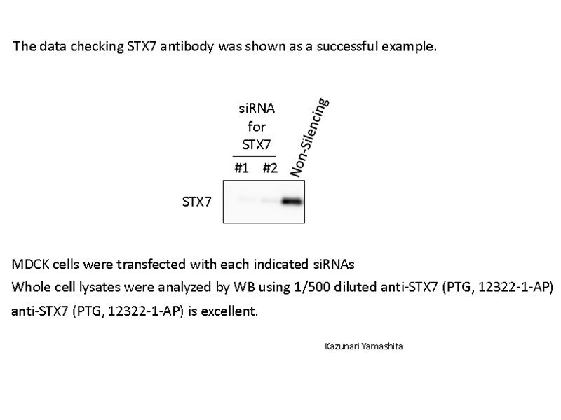 STX7-Antibody-12322-1-AP-A183WB.jpg